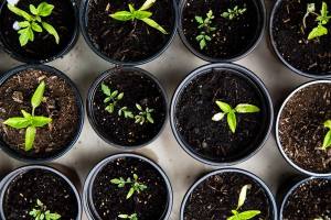 Creating a Sustainable Garden: Eco-Friendly Tips